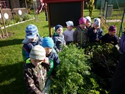 Sklízíme úrodu na školní zahrádce